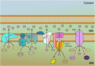 Escaping Death: Mitochondrial Redox Homeostasis in Cancer Cells